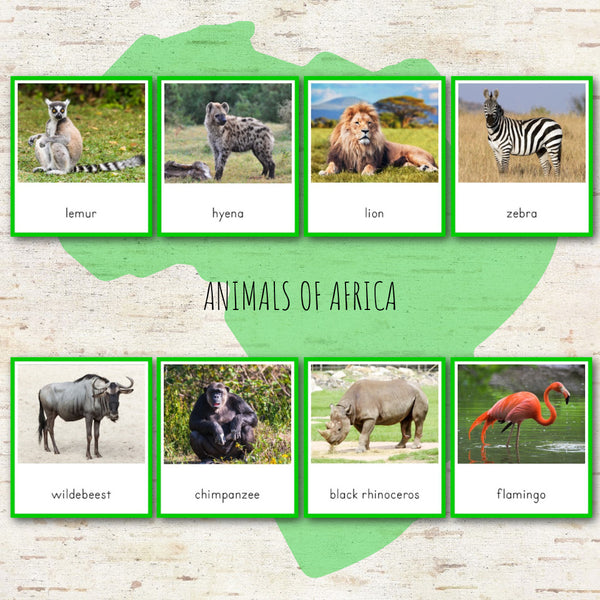 Animals of Africa Montessori  3 Part Cards with Fact Cards