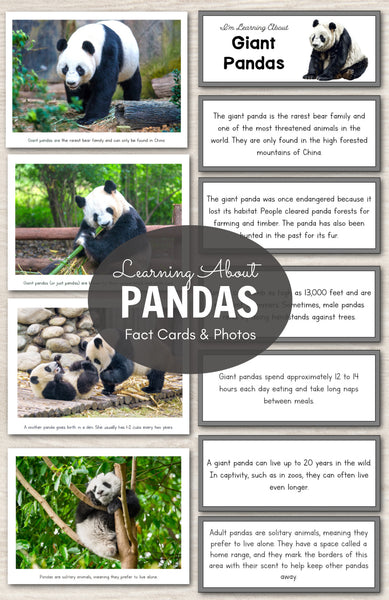 Learning About Pandas - Fact Cards and Photos