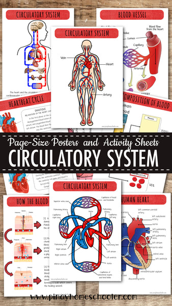 Circulatory System Activity Pack and Diagrams