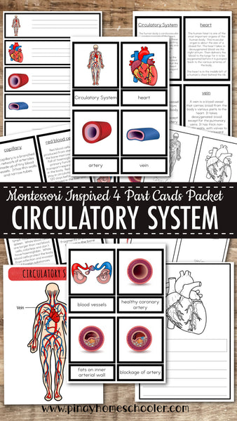Circulatory System Montessori Learning Pack