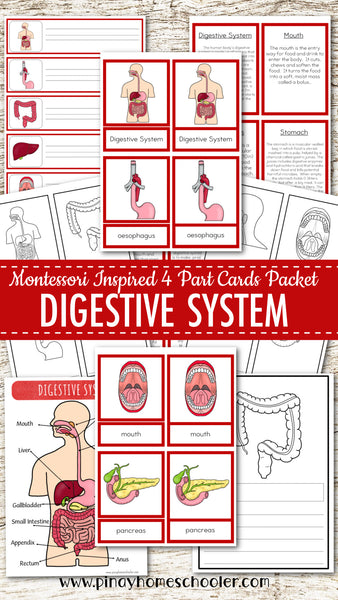 Montessori Inspired Digestive System Learning Packet