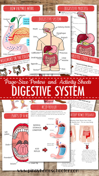 Montessori Inspired Digestive System Learning Packet