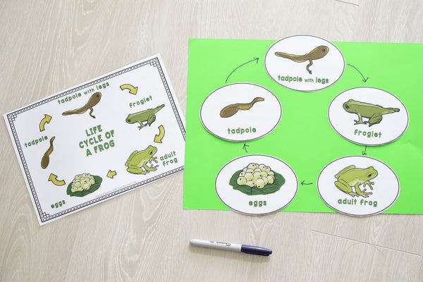 Growing BUNDLE of Life Cycle Activity Sets