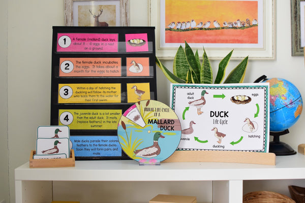 Growing BUNDLE of Life Cycle Activity Sets