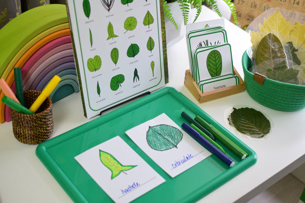 Leaf Shapes Montessori 3 Part Cards
