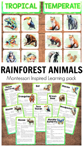 Animals of the Rainforests