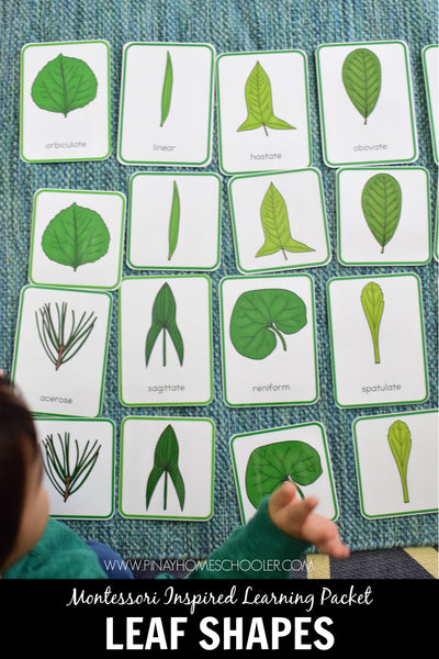 Leaf Shapes Montessori 3 Part Cards