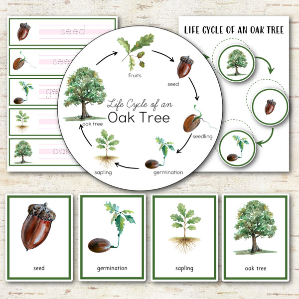 Oak Tree Life Cycle Set - Preschool & Kindergarten