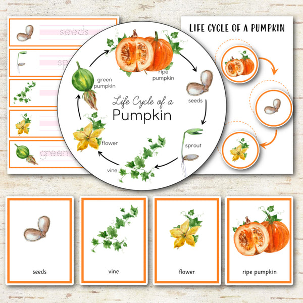 Pumpkin Life Cycle Set - Preschool & Kindergarten