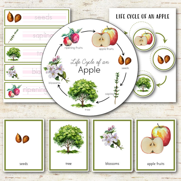Apple Life Cycle Set -Preschool & Kindergarten Science Centers