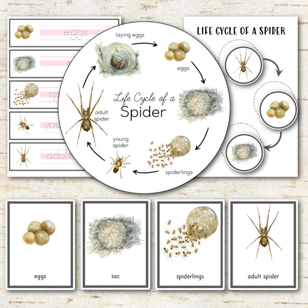 Life Cycle of a Spider Pack