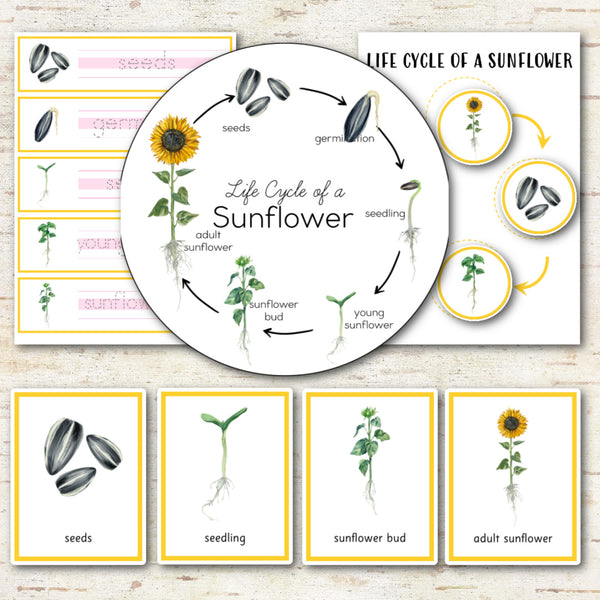 Sunflower Life Cycle Set - Montessori Inspired