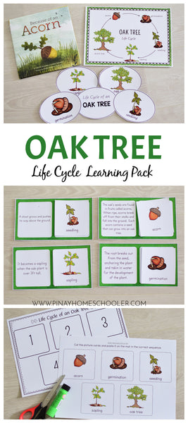 Oak Tree Life Cycle Set - Preschool & Kindergarten