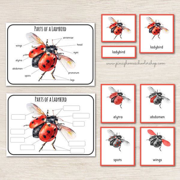 Parts of a Ladybird Ladybug Montessori 3 Part Cards