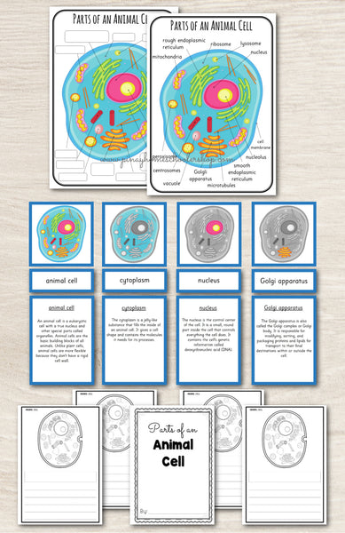 Parts of an Animal Cell