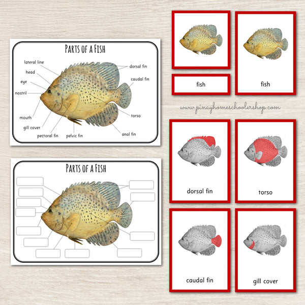 Montessori 3 Part Cards Zoology BUNDLE