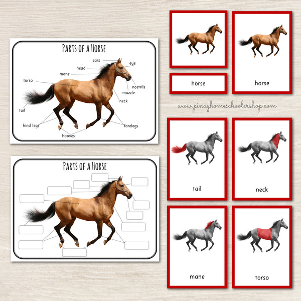 Montessori 3 Part Cards Zoology BUNDLE
