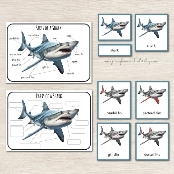 Parts of a Shark Montessori 3 Part Cards