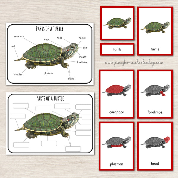 Montessori 3 Part Cards Zoology BUNDLE