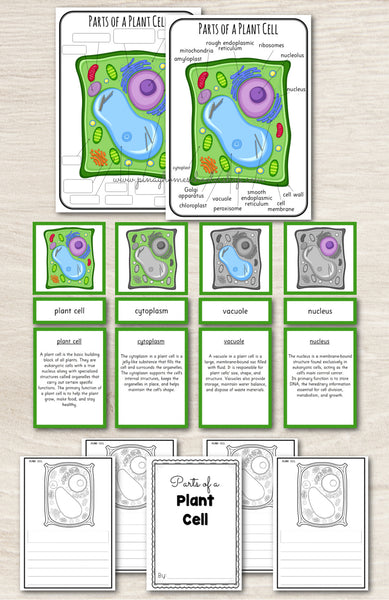 Parts of a Plant Cell Montessori 3 Part Cards | 4 Part Cards
