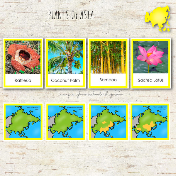 Plants of Asia Montessori 3 Part Cards