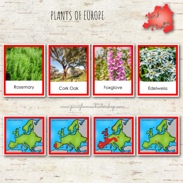 Plants of Europe Montessori 3 Part Cards