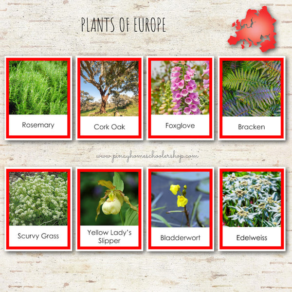Plants of Europe Montessori 3 Part Cards