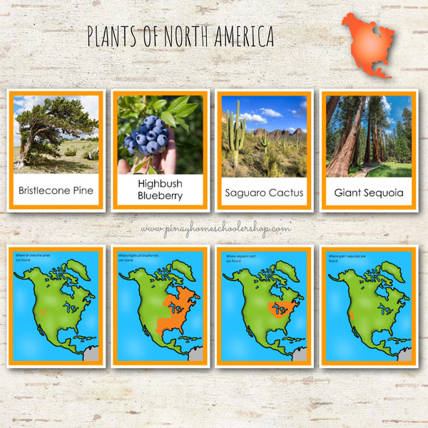 Plants of North America Montessori 3 Part Cards