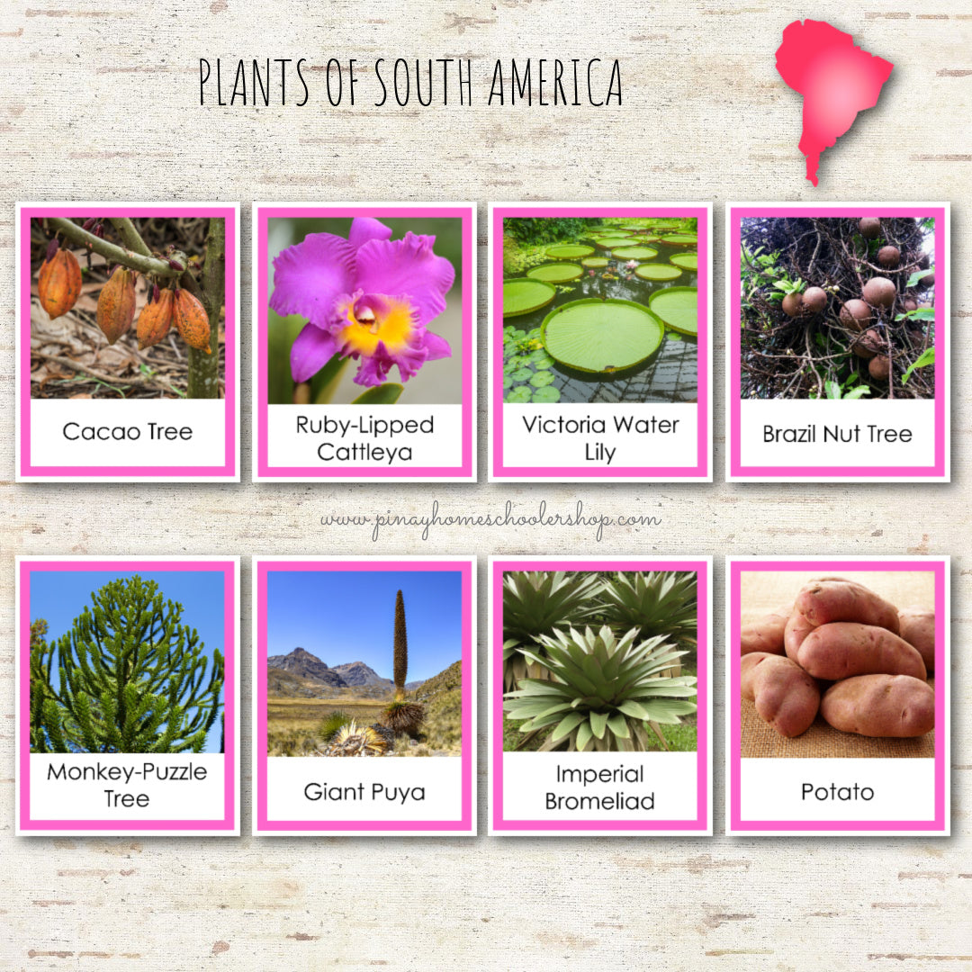 Plants of South America Montessori 3 Part Cards – Pinay Homeschooler Shop