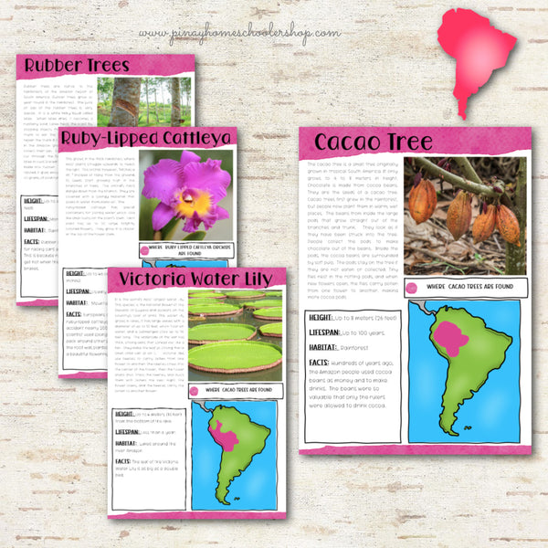 Plants of South America Montessori 3 Part Cards