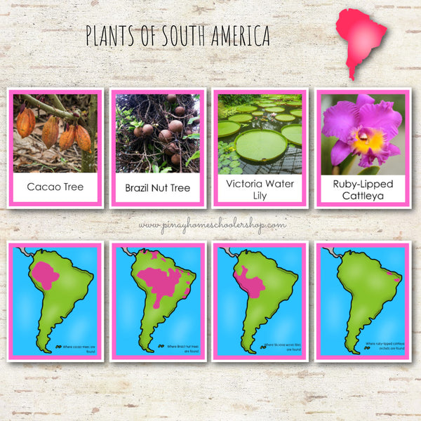 Plants of South America Montessori 3 Part Cards