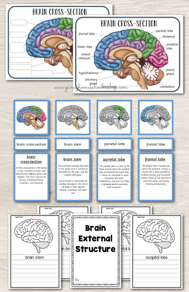Parts of a Human Brain Montessori 3 Part Cards | 4 Part Cards