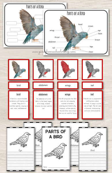 Montessori 3 Part Cards Zoology BUNDLE