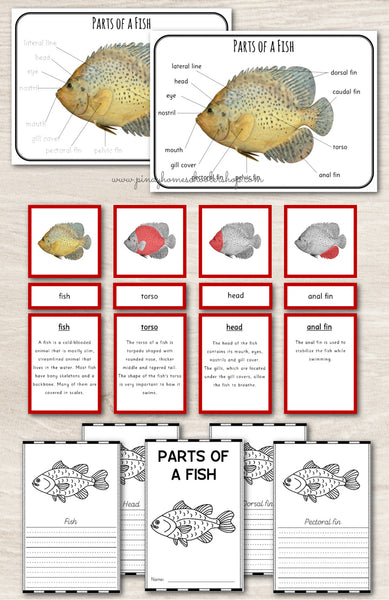 Montessori 3 Part Cards Zoology BUNDLE