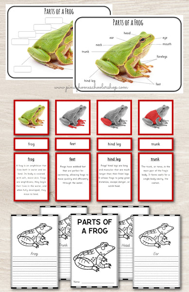 Montessori 3 Part Cards Zoology BUNDLE