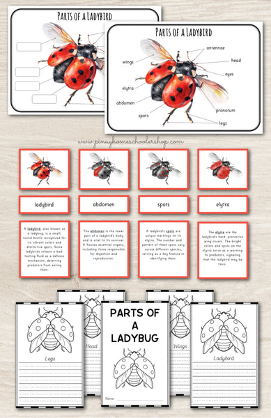 Parts of a Ladybird Ladybug Montessori 3 Part Cards
