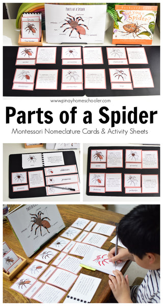 Montessori Parts of a Spider 3 Part Cards