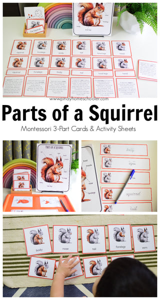 Montessori Parts of a Squirrel Learning Pack