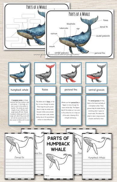 Parts of a Humpback Whale Montessori 3 Part Cards