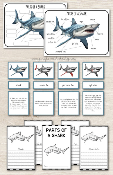 Parts of a Shark Montessori 3 Part Cards