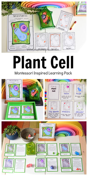 Parts of a Plant Cell Montessori 3 Part Cards | 4 Part Cards