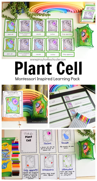 Parts of a Plant Cell Montessori 3 Part Cards | 4 Part Cards