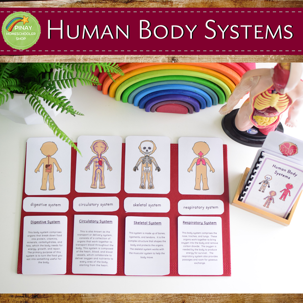 Human Body Systems Montessori 3 Part Cards