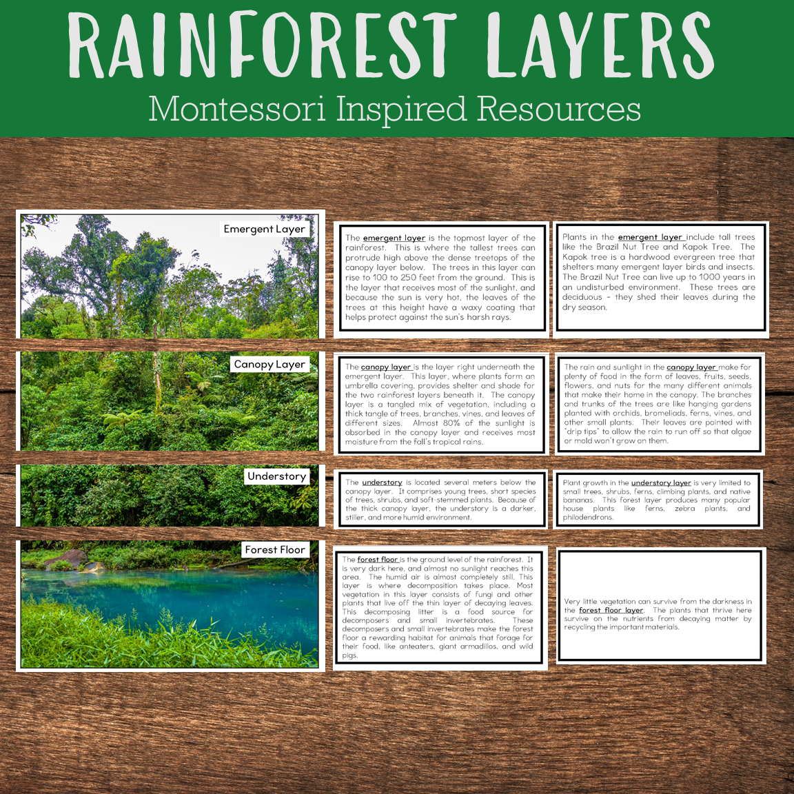 Layers of Rainforest Montessori Inspired Materials Pinay Homeschooler