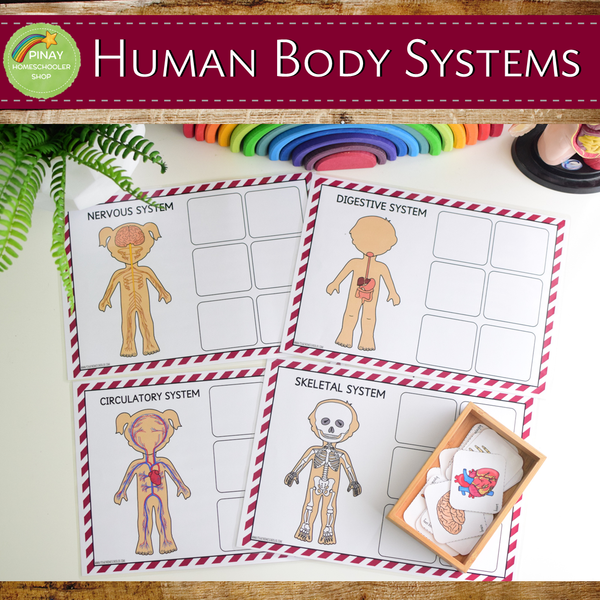 Human Body Systems Montessori 3 Part Cards