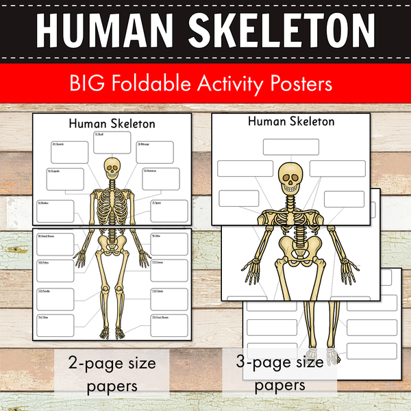 Human Skeleton Big Foldable Activity Posters