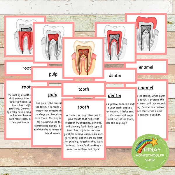 Tooth Cross Section Montessori 3 Part Cards | 4 Part Cards