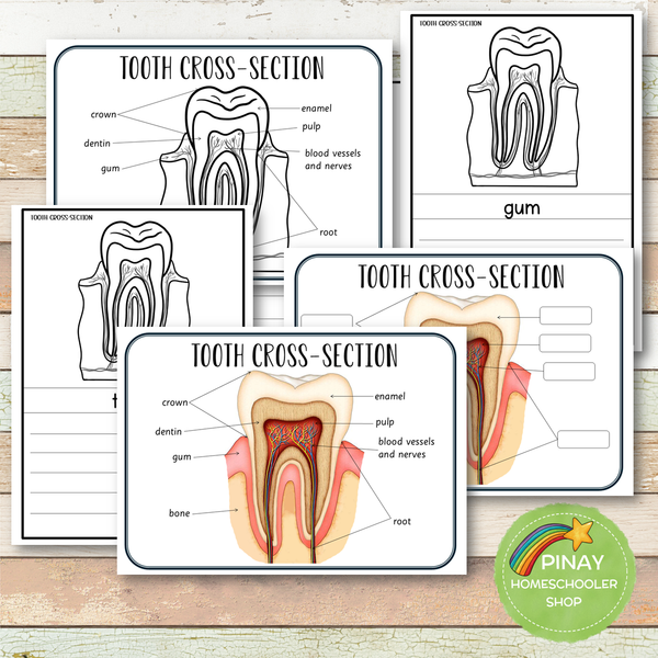 Tooth Cross Section Montessori 3 Part Cards | 4 Part Cards