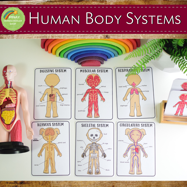 Human Body Systems Montessori 3 Part Cards