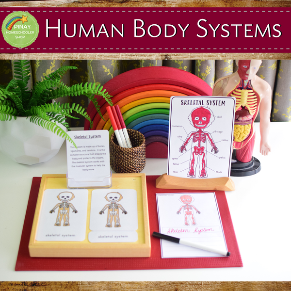 Human Body Systems Montessori 3 Part Cards
